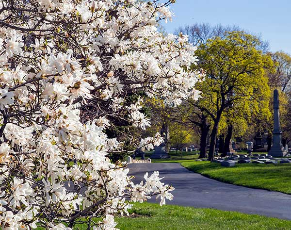 Graceland Cemetery budding tree landscape photo