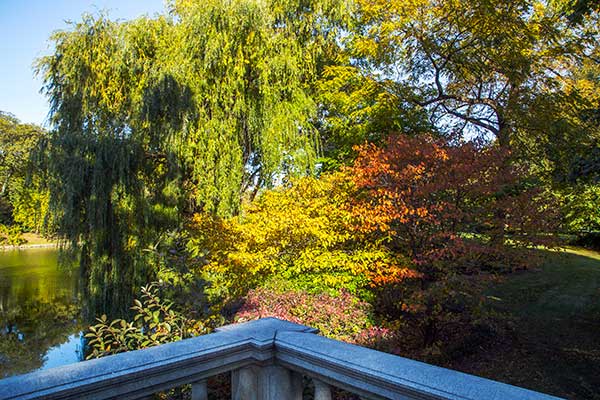 Graceland cemetery fall leaves photo